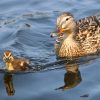 Mombaby Mallard