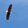 Eagle Overhead