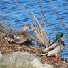 Great Mallard Duck Couple